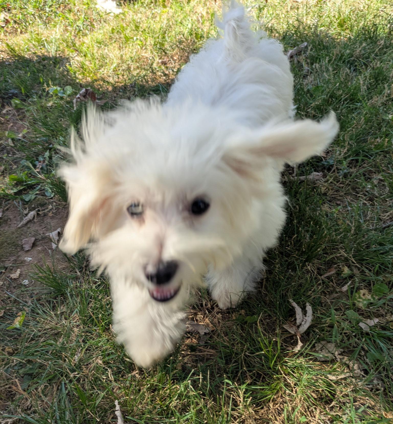 Enlarge Tater Tot, a Adopted Maltese in Franklin, TN image 2/2