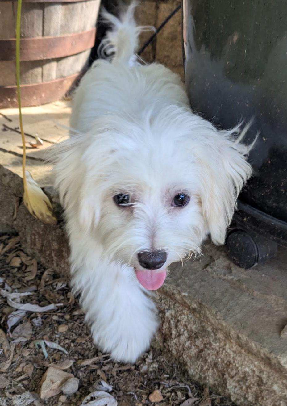 Enlarge Tater Tot, a Adopted Maltese in Franklin, TN image 1/2