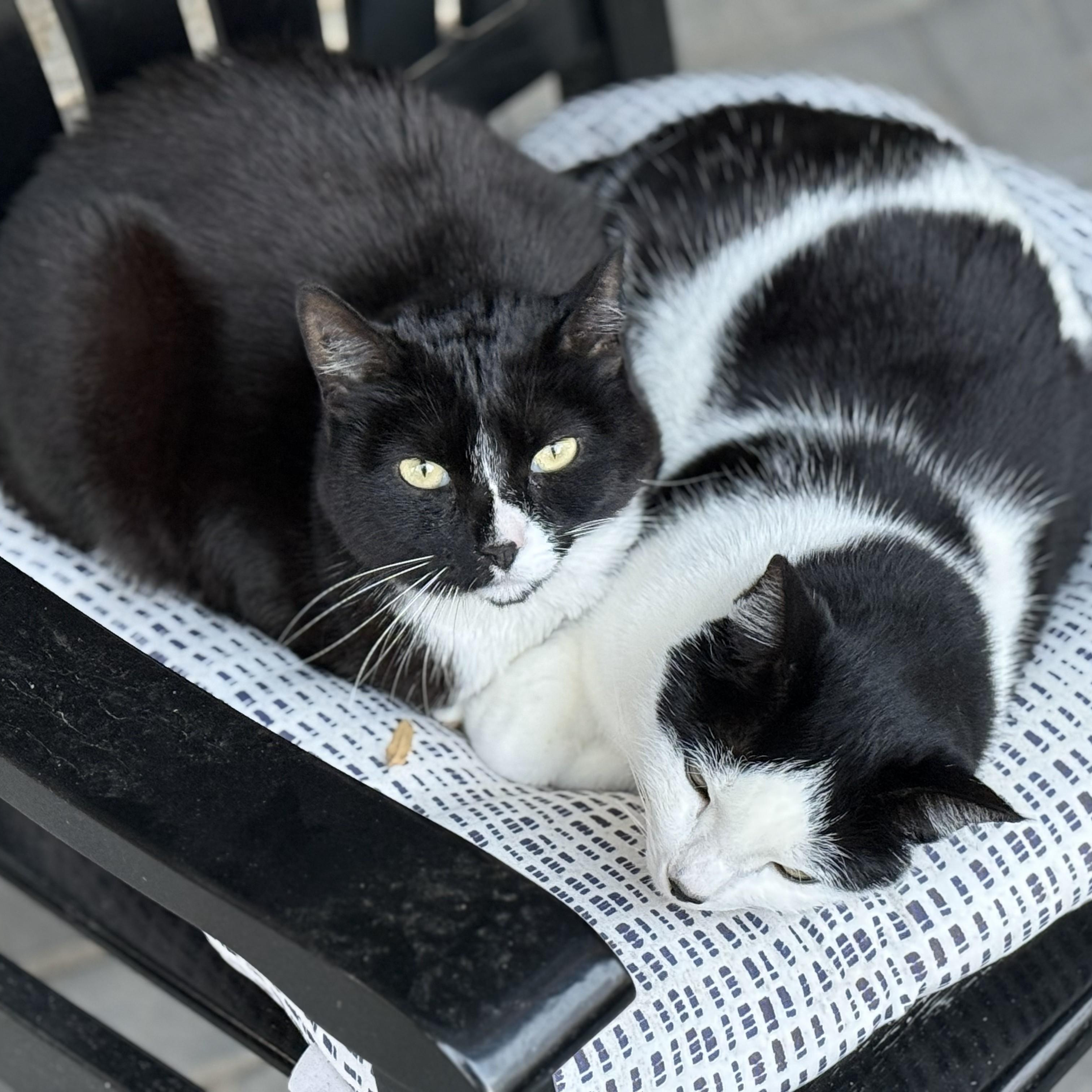 Suki (bonded with Momo), Adoptable, Adult Female Domestic Short Hair.