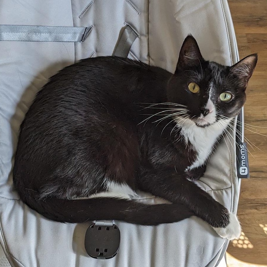 Suki (bonded with Momo), a Adoptable Domestic Short Hair in Waynesville, NC image 2/4