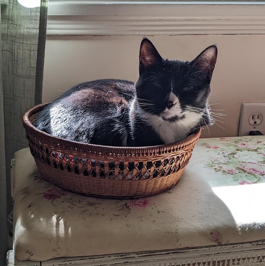 Suki (bonded with Momo), a Adoptable Domestic Short Hair in Waynesville, NC image 3/4