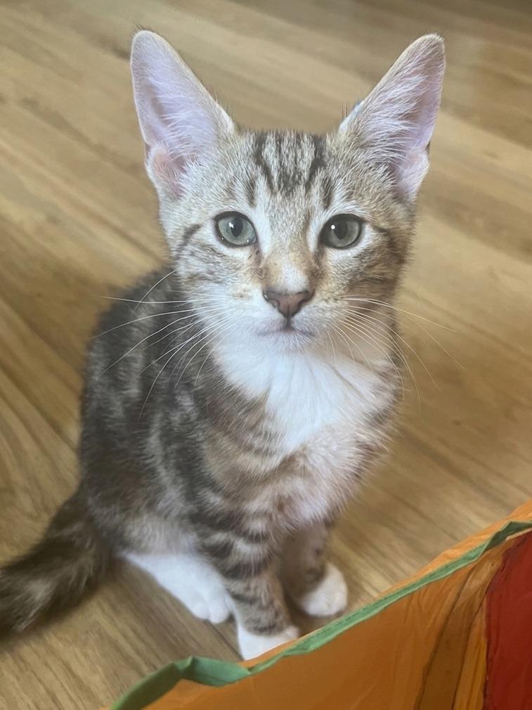 Enlarge Tater, a Adoptable Domestic Short Hair in Vashon, WA image 1/1