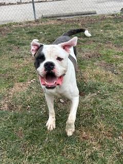Enlarge Nash, a Adoptable mixed breed in New Albany, IN image 1/3