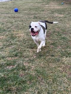 Enlarge Nash, a Adoptable mixed breed in New Albany, IN image 2/3