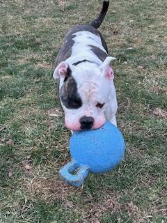 Enlarge Nash, a Adoptable mixed breed in New Albany, IN image 3/3