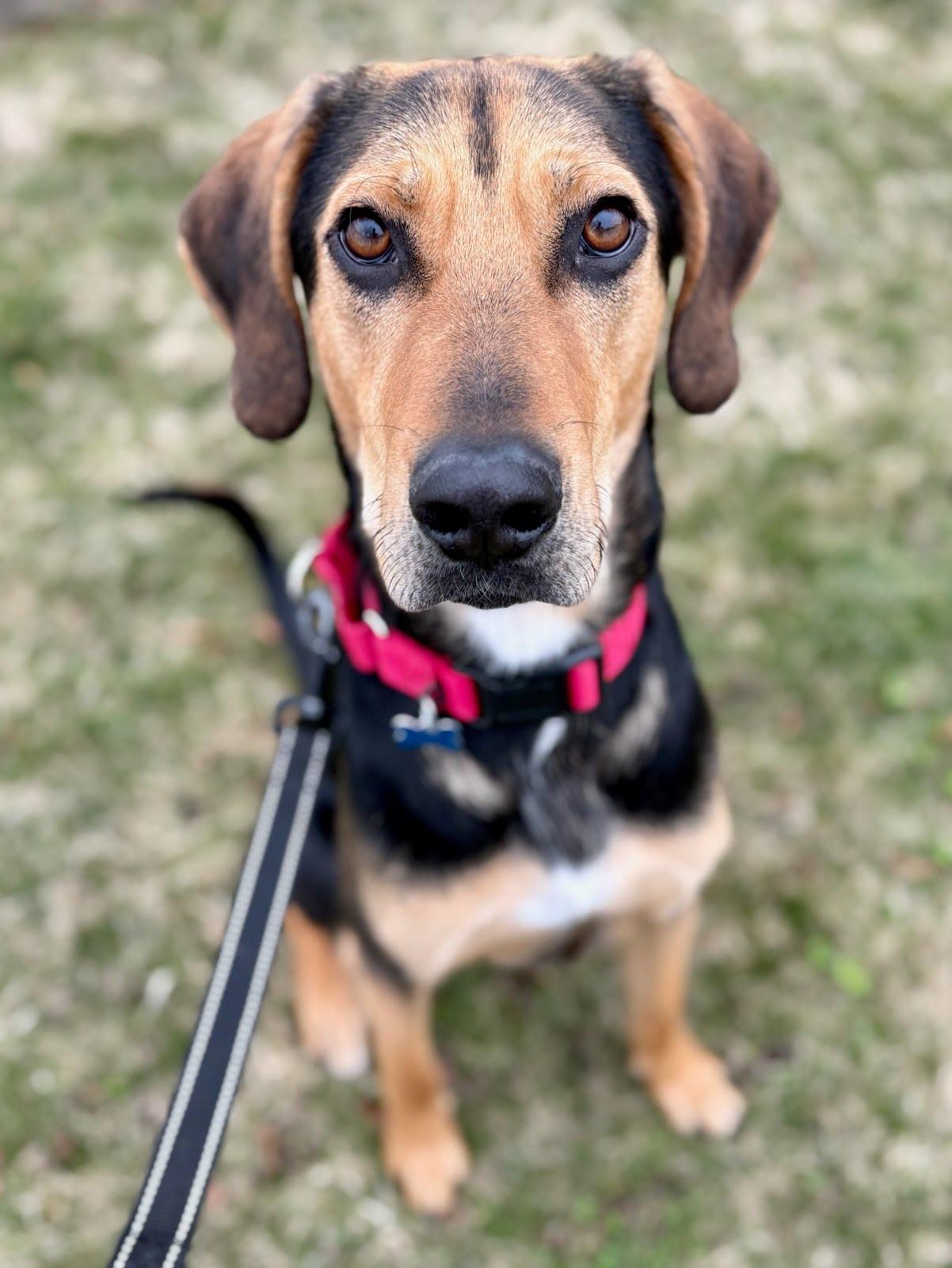 Enlarge  Niklaus, a Adoptable mixed breed in Hopkinton, MA image 2/6