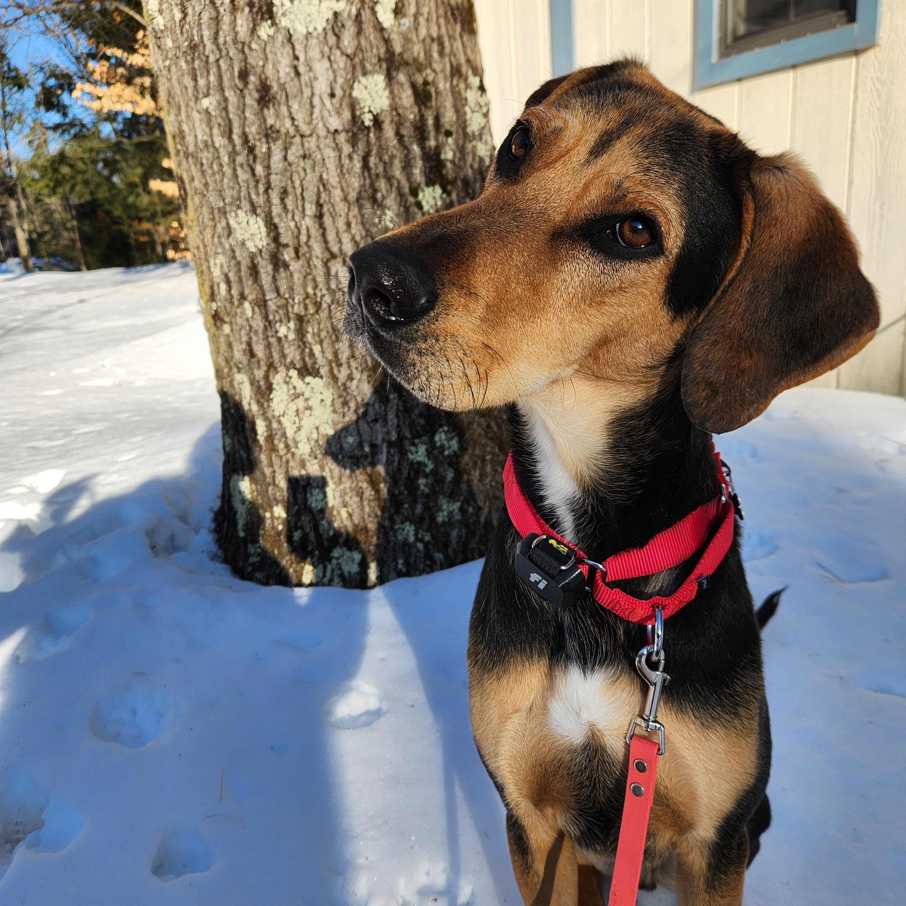 Enlarge  Niklaus, a Adoptable mixed breed in Hopkinton, MA image 3/6