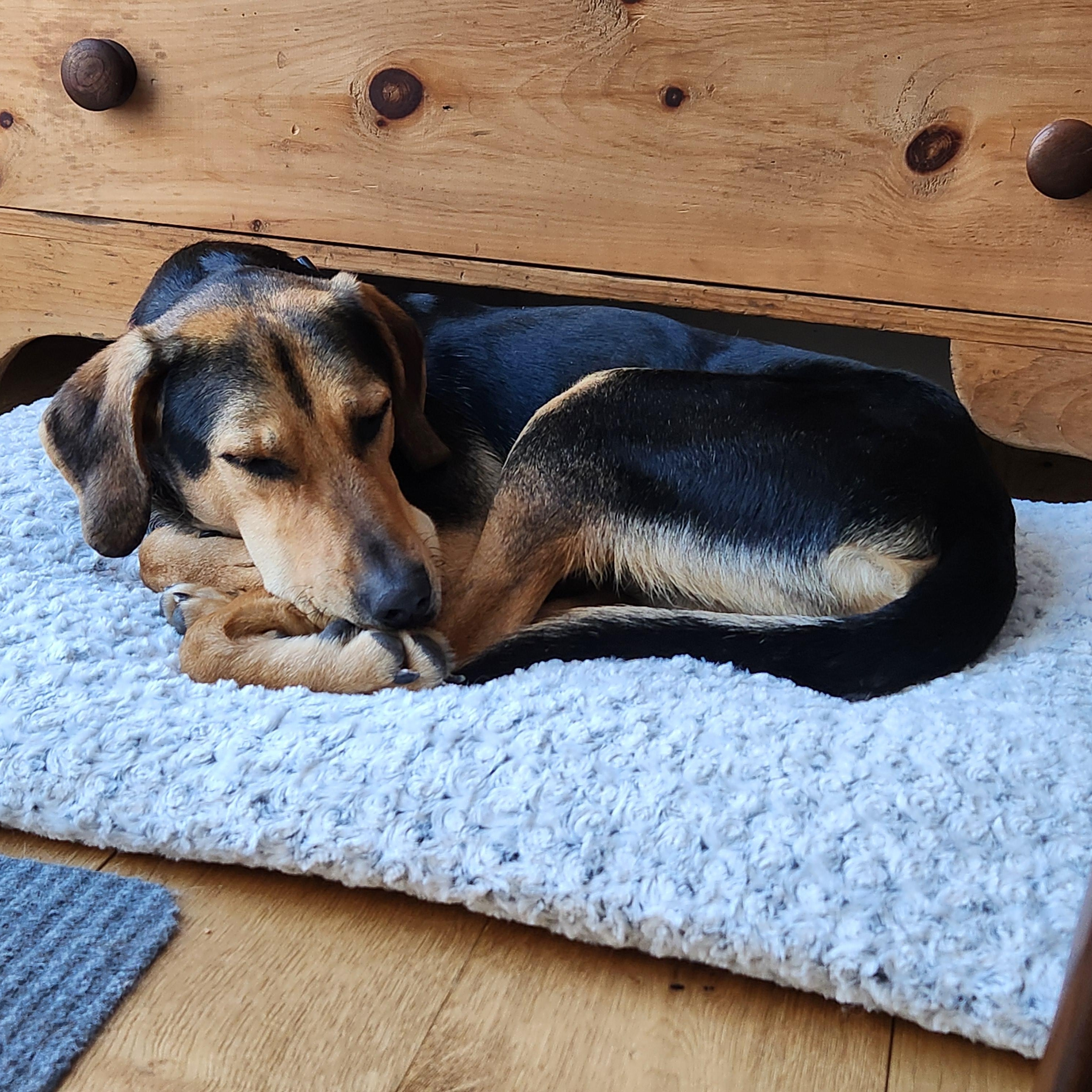 Enlarge  Niklaus, a Adoptable mixed breed in Hopkinton, MA image 5/6