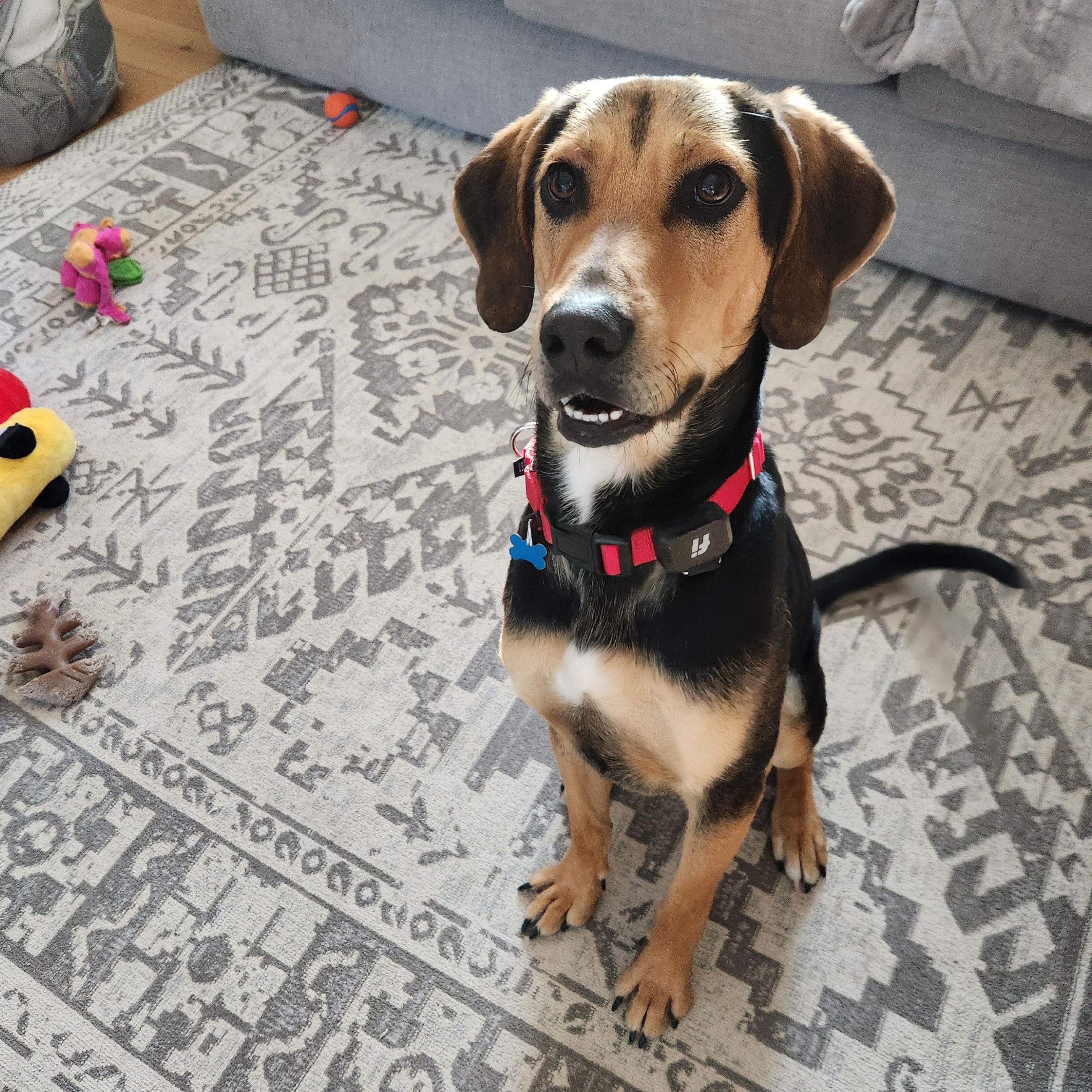  Niklaus, Adoptable, Young Male Shepherd.