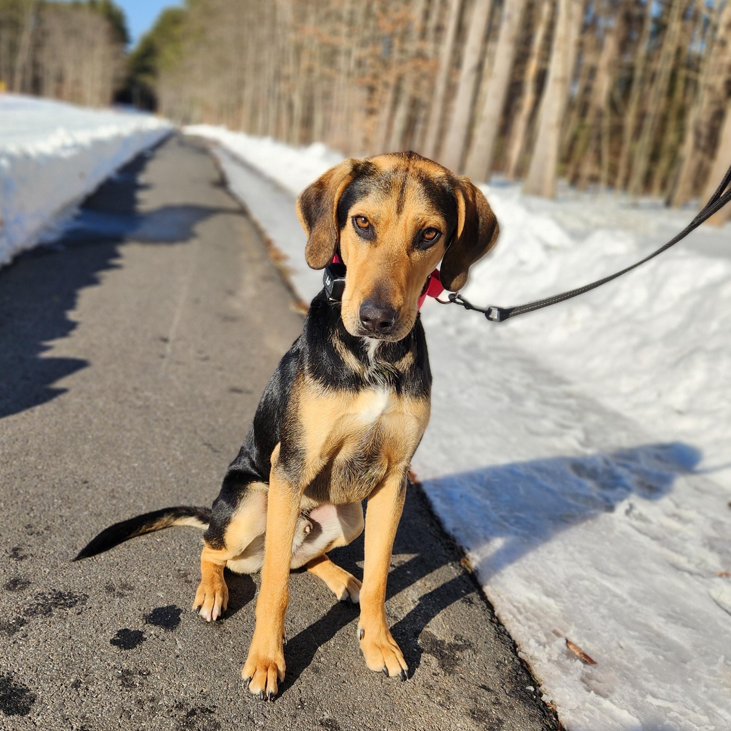 Enlarge  Niklaus, a Adoptable mixed breed in Hopkinton, MA image 6/6