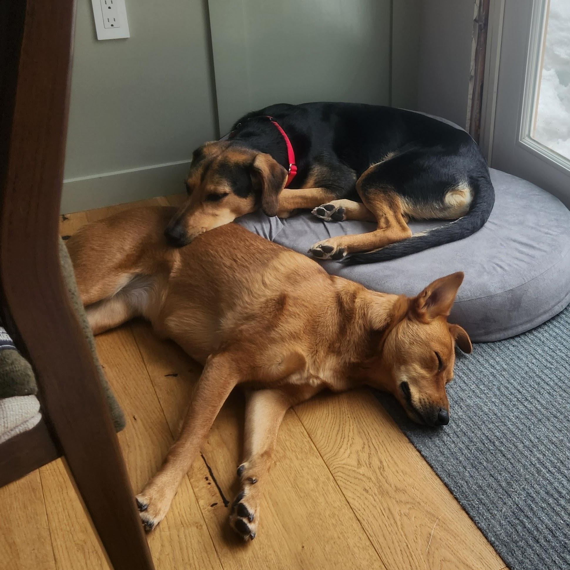 Enlarge  Niklaus, a Adoptable mixed breed in Hopkinton, MA image 4/6