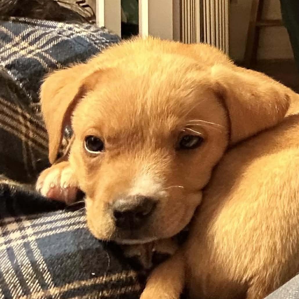 Enlarge Fantastic Frosty, a ADOPTABLE mixed breed in Alexandria, VA image 4/6