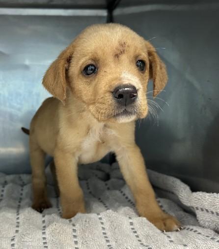 Fantastic Frosty, ADOPTABLE, Puppy Male Labrador Retriever.