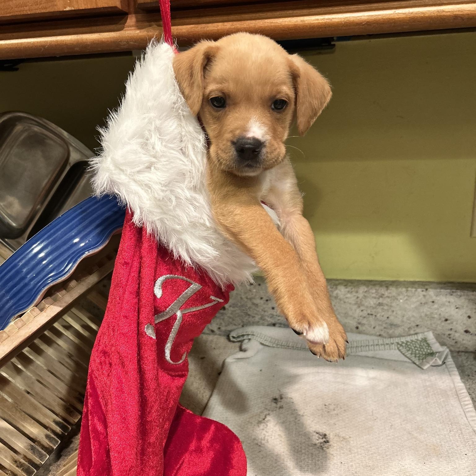 Enlarge Fantastic Frosty, a ADOPTABLE mixed breed in Alexandria, VA image 1/6