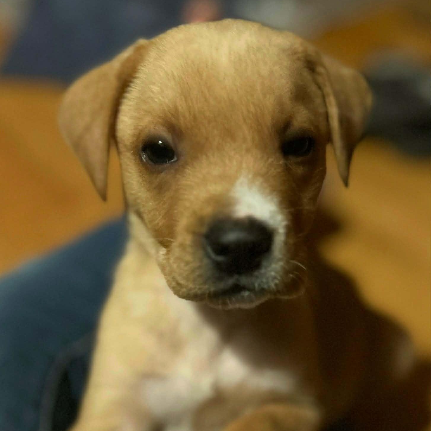 Enlarge Fantastic Frosty, a ADOPTABLE mixed breed in Alexandria, VA image 5/6