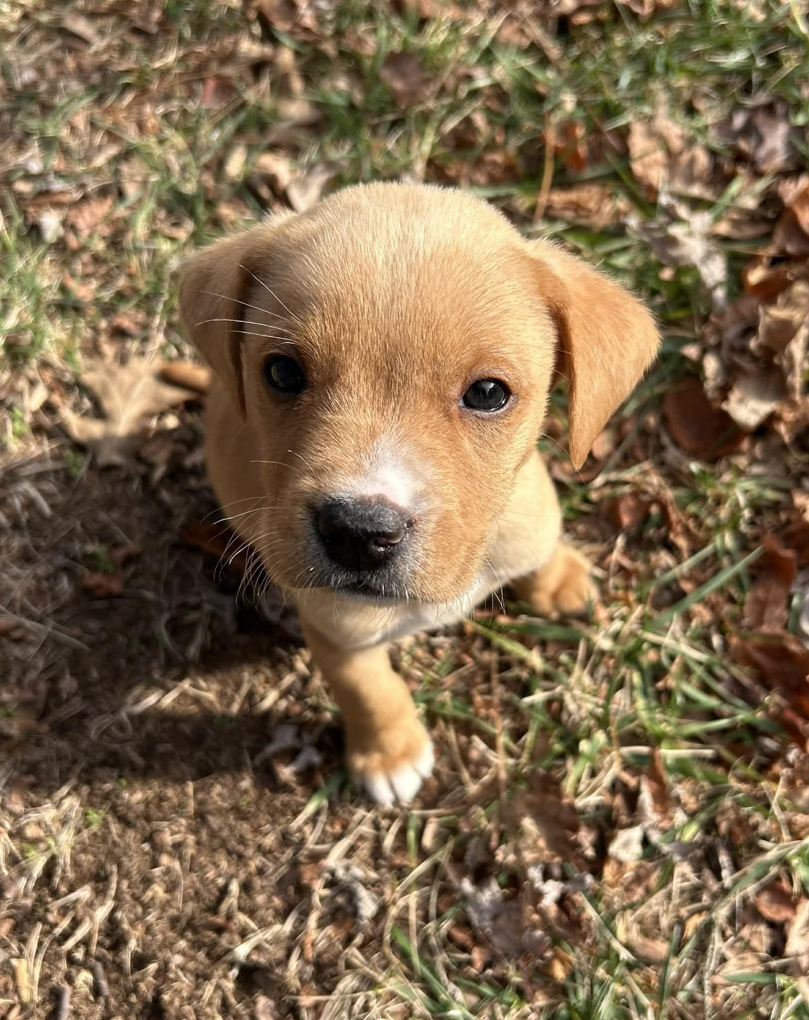 Enlarge Fantastic Frosty, a ADOPTABLE mixed breed in Alexandria, VA image 3/6