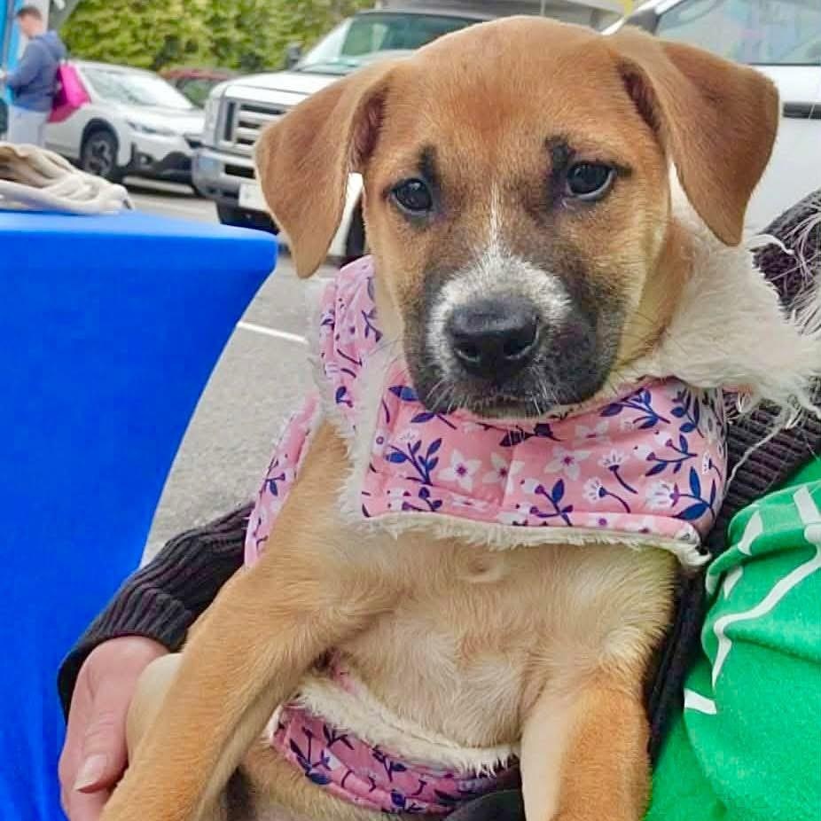 Shelly, a ADOPTABLE Mixed Breed in Yaphank, NY image 2/6