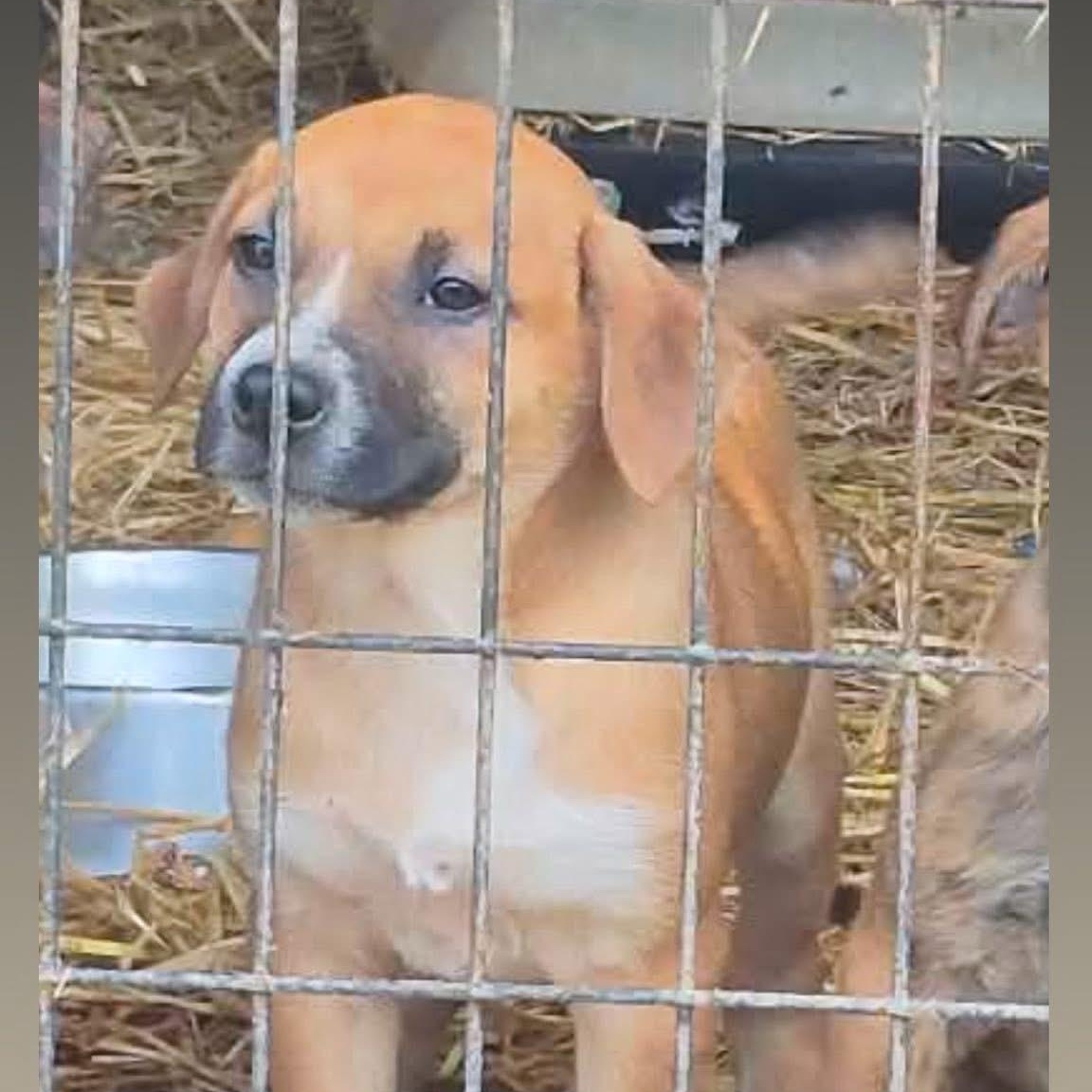 Enlarge Shelly, a ADOPTABLE Mixed Breed in Yaphank, NY image 1/1