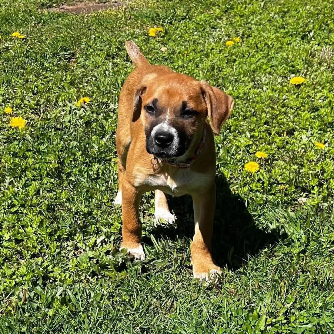Shelly, a ADOPTABLE Mixed Breed in Yaphank, NY image 6/6