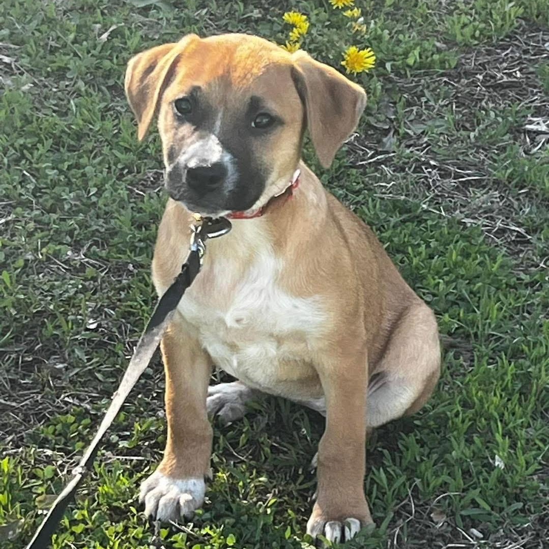 Shelly, a ADOPTABLE Mixed Breed in Yaphank, NY image 3/6