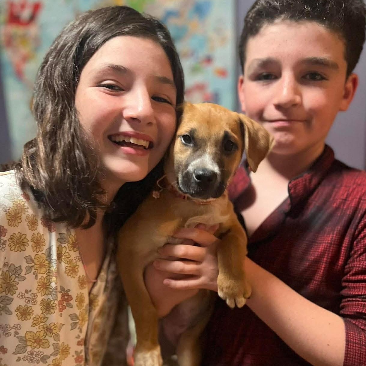 Shelly, a ADOPTABLE Mixed Breed in Yaphank, NY image 5/6
