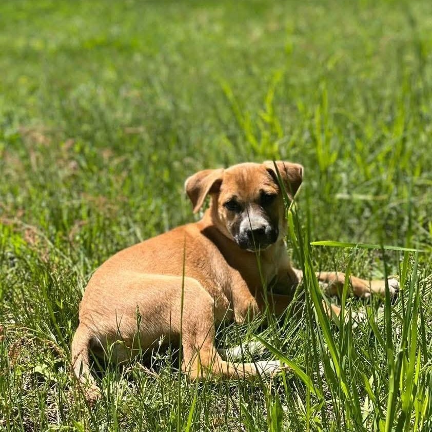 Shelly, a ADOPTABLE Mixed Breed in Yaphank, NY image 4/6