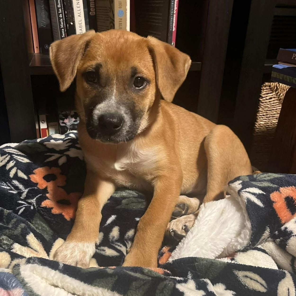 Shelly, ADOPTABLE, Puppy Female Mixed Breed.