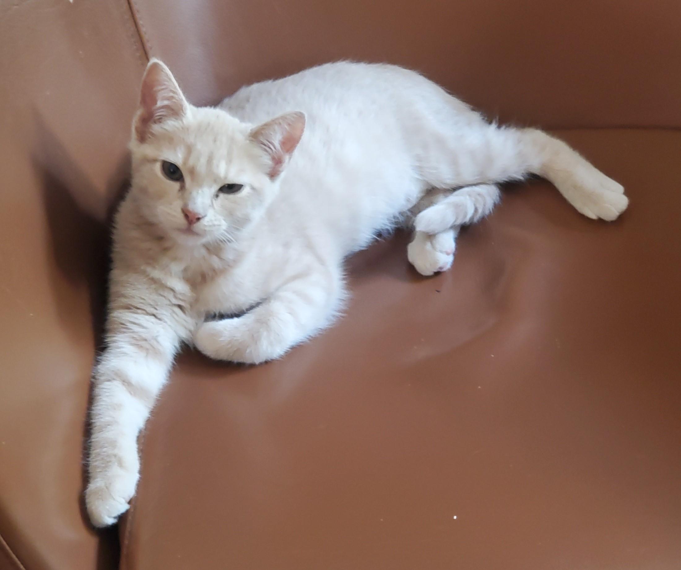 Daenerys-Queen of Dragons in your Future?