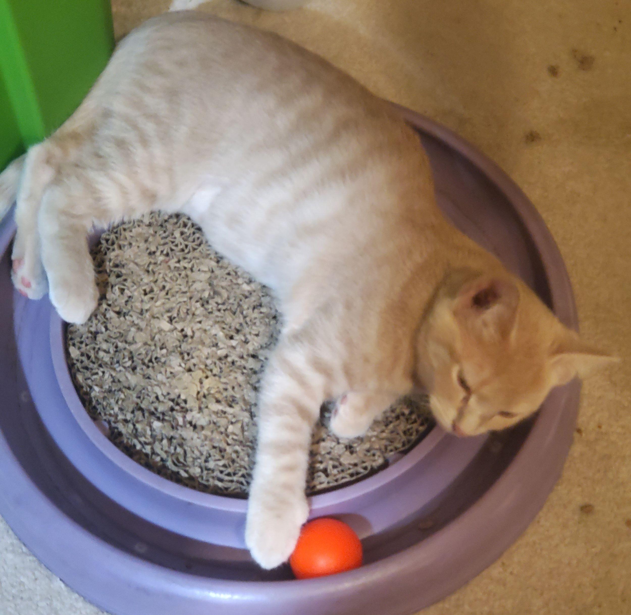 Daenerys-Queen of Dragons in your Future?