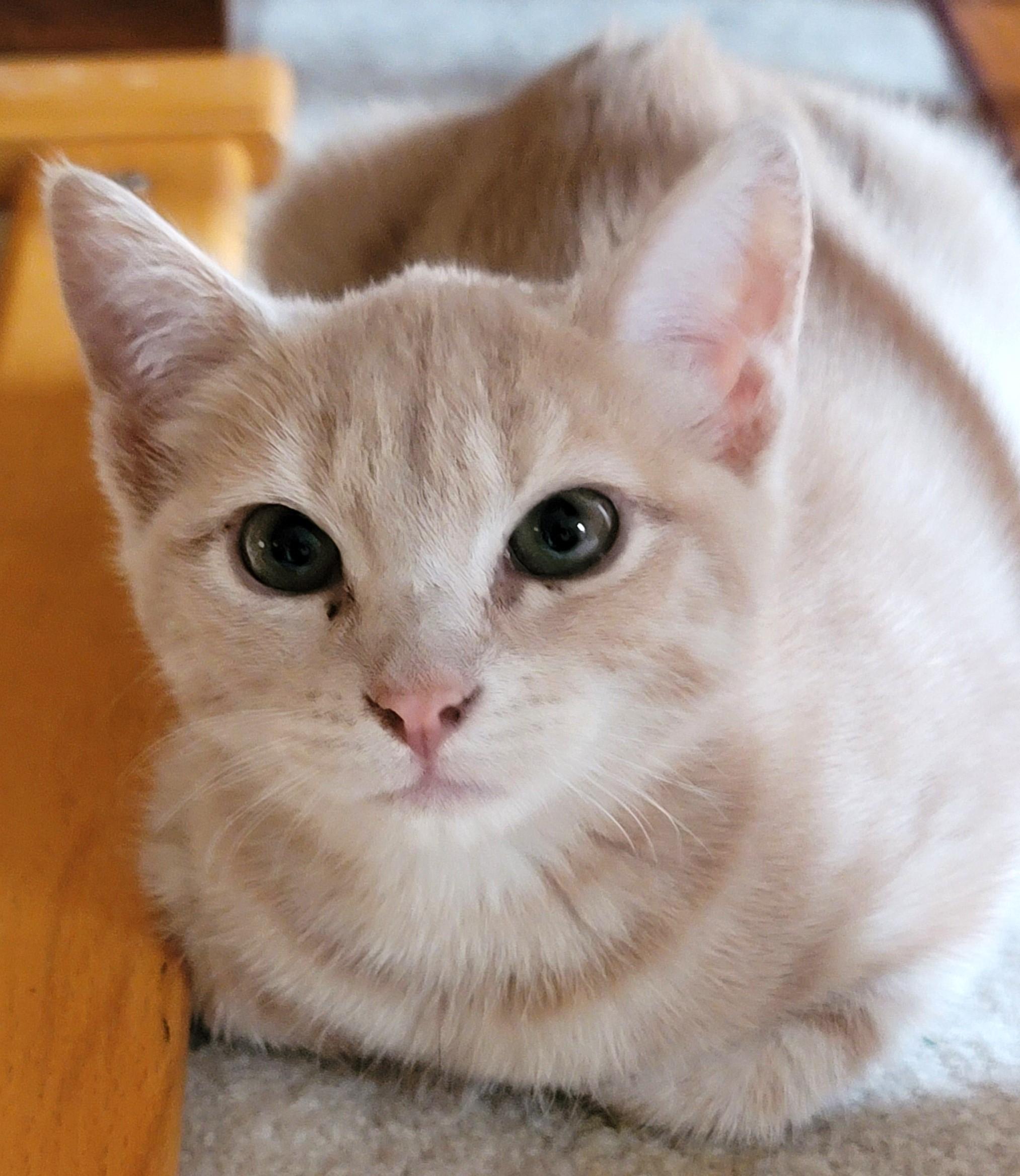 Daenerys-Queen of Dragons in your Future?