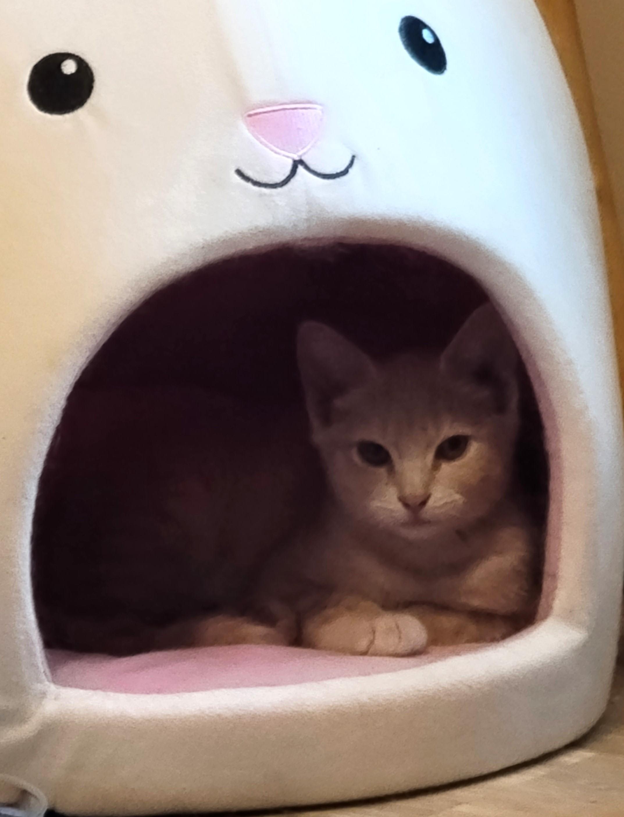 Daenerys-Queen of Dragons in your Future?