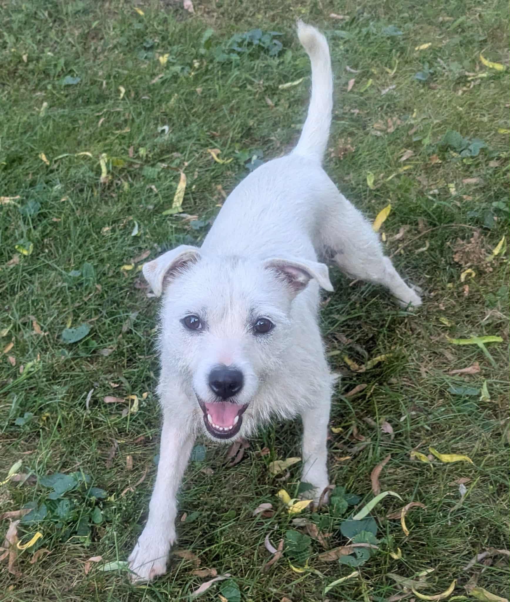 Tinky, a Adoptable mixed breed in Yorkville, IL image 2/5