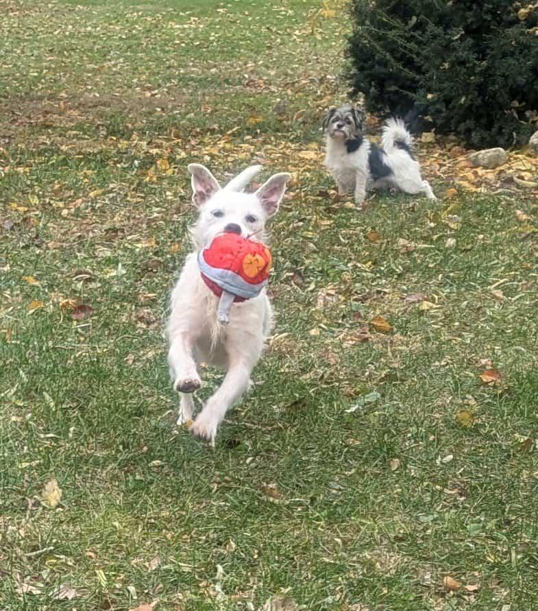 Tinky, a Adoptable mixed breed in Yorkville, IL image 5/5