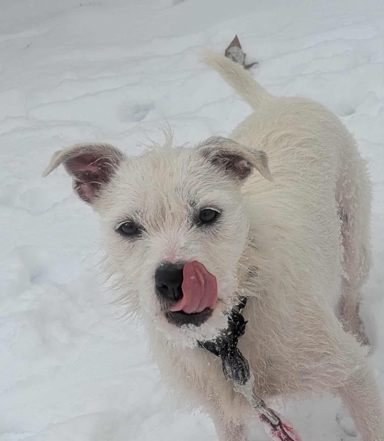 Tinky, a Adoptable mixed breed in Yorkville, IL image 4/5