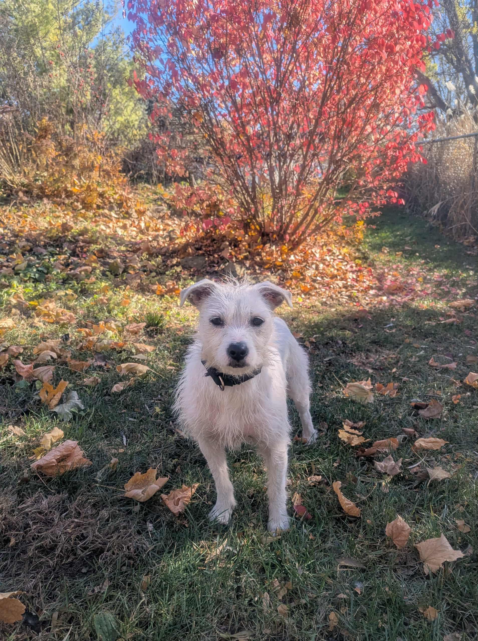 Tinky, Adoptable, Young Female Parson Russell Terrier & Wirehaired Terrier.