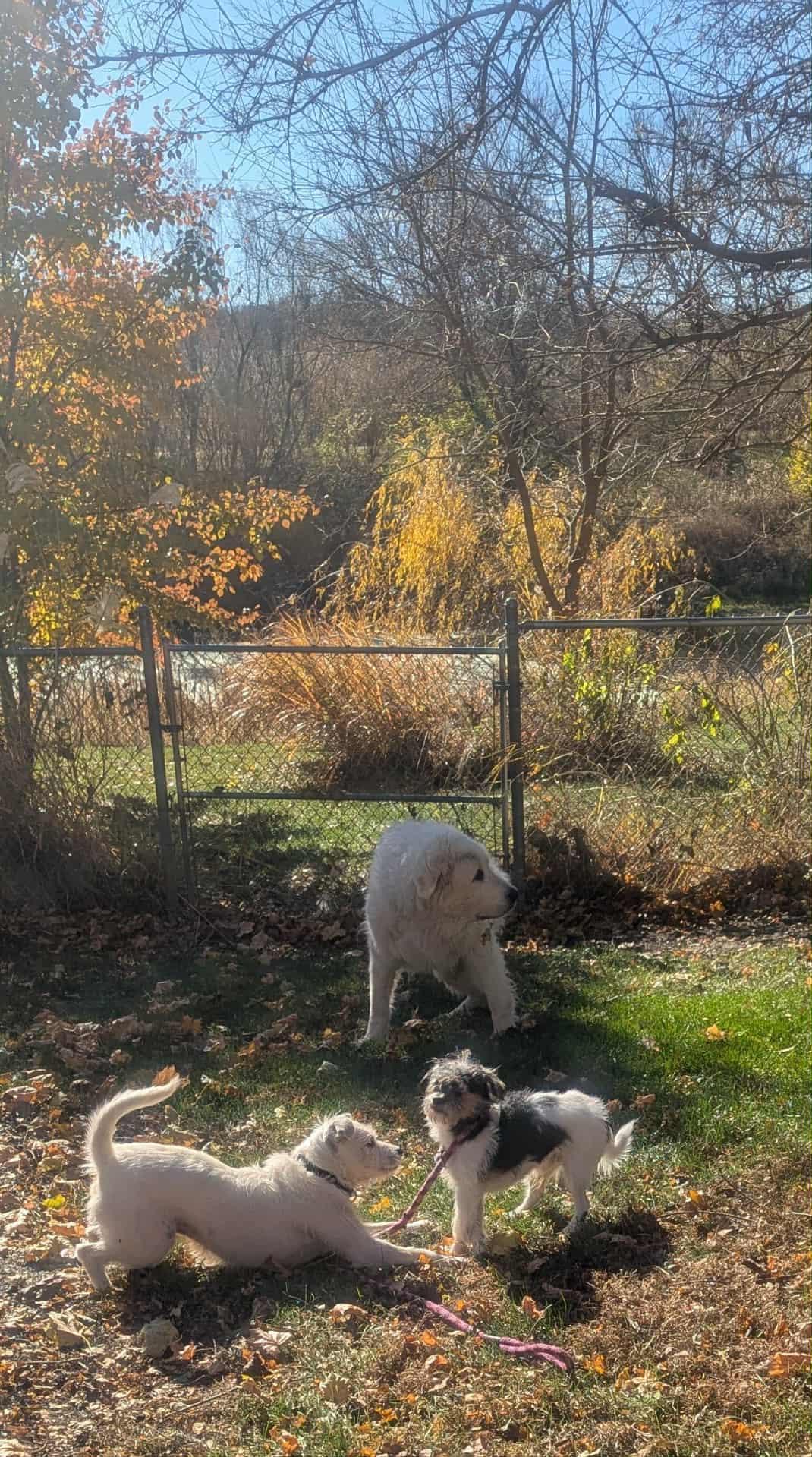 Tinky, a Adoptable mixed breed in Yorkville, IL image 3/5