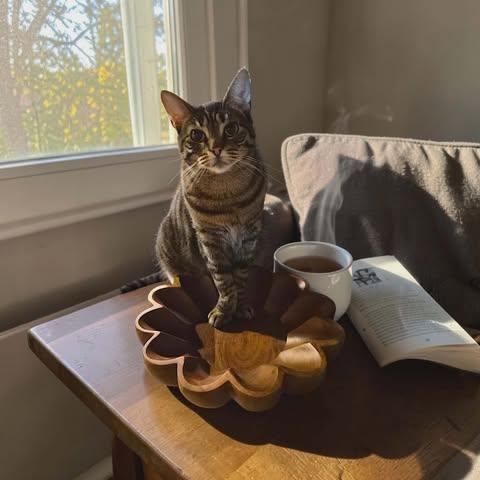 Macy (FELV+ Foster cat), Adoptable, Adult Female Domestic Short Hair.