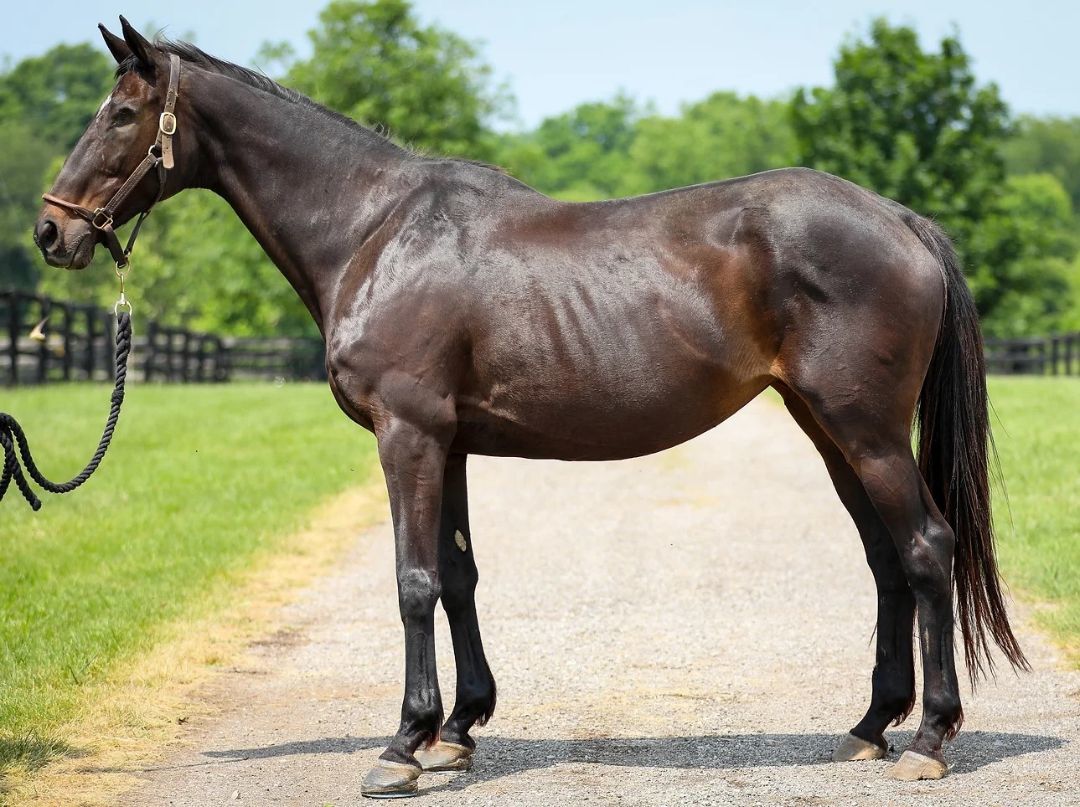 Scat Daddy's Girl, a Adoptable Thoroughbred in Nicholasville, KY image 1/3