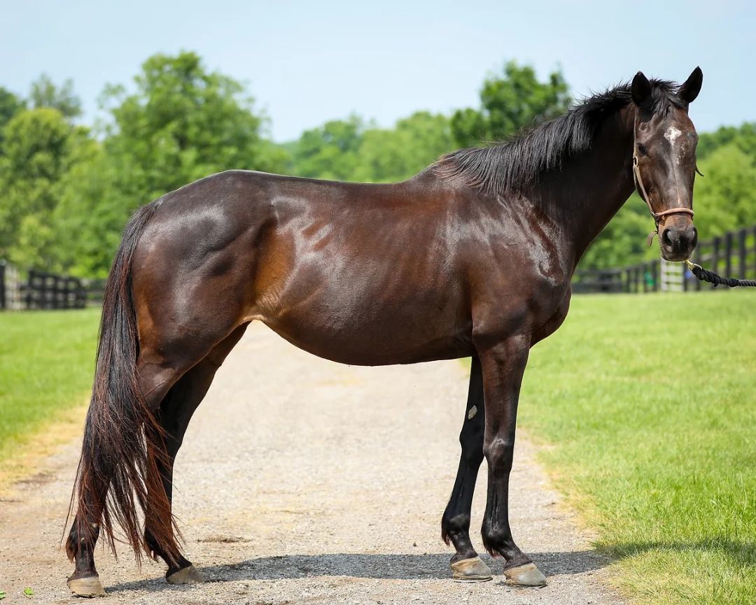 Scat Daddy's Girl, a Adoptable Thoroughbred in Nicholasville, KY image 2/3