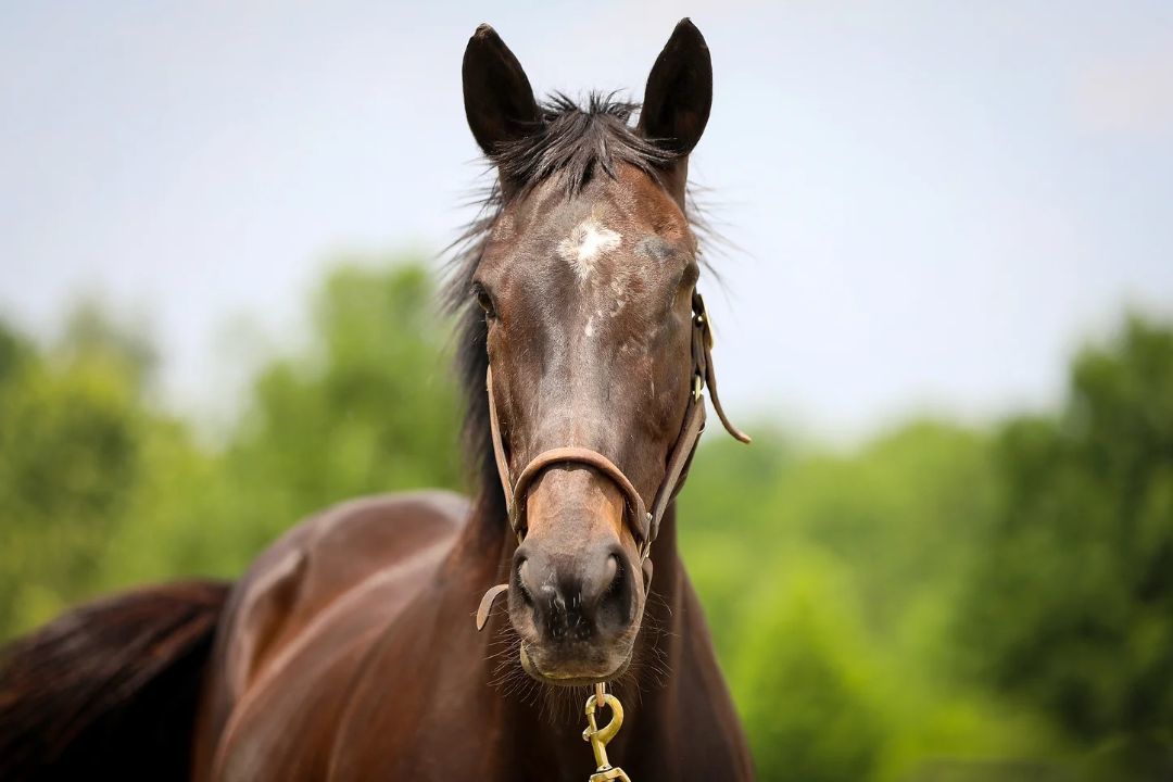 Scat Daddy's Girl, a Adoptable Thoroughbred in Nicholasville, KY image 3/3