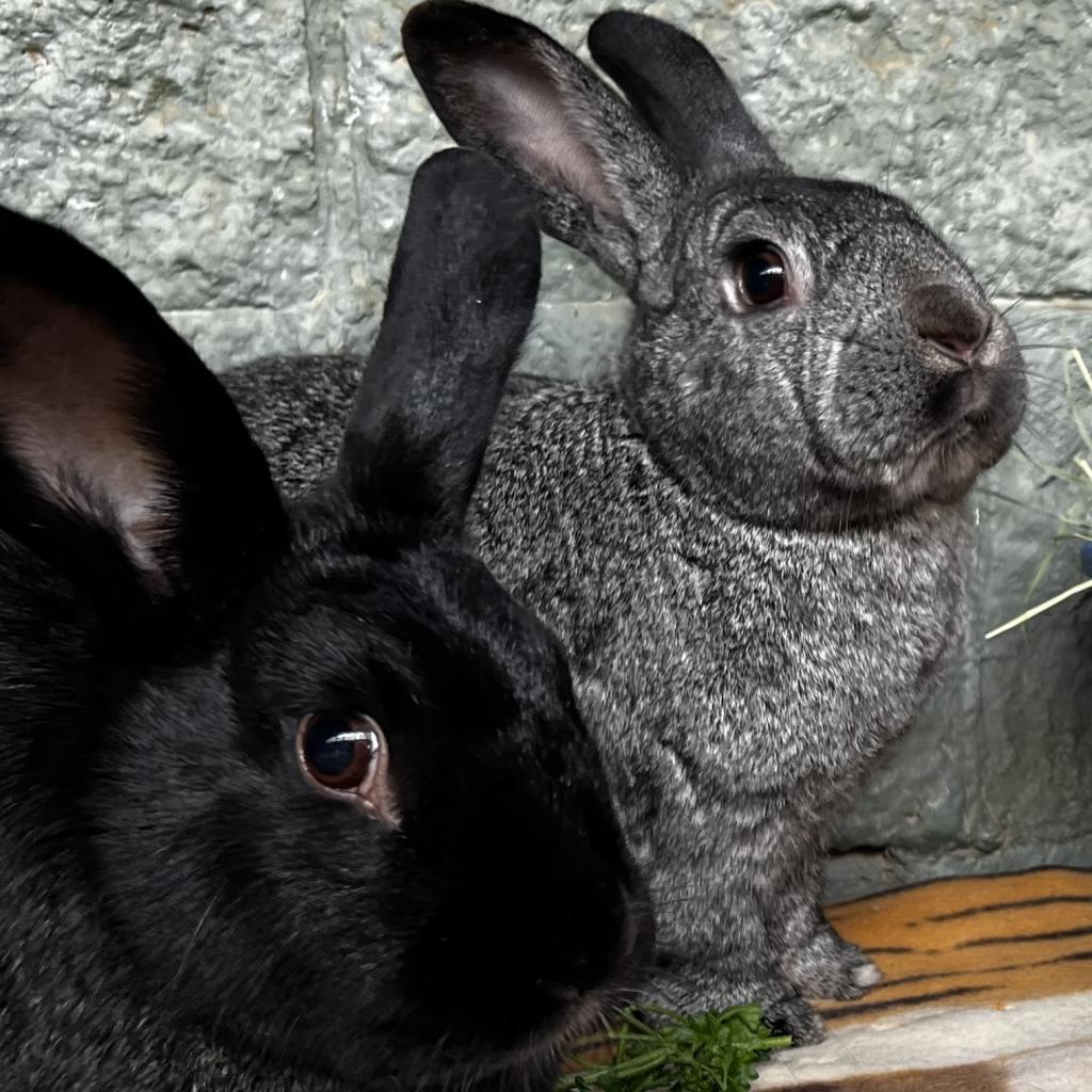 Remington, Adoptable, Adult Male Silver.