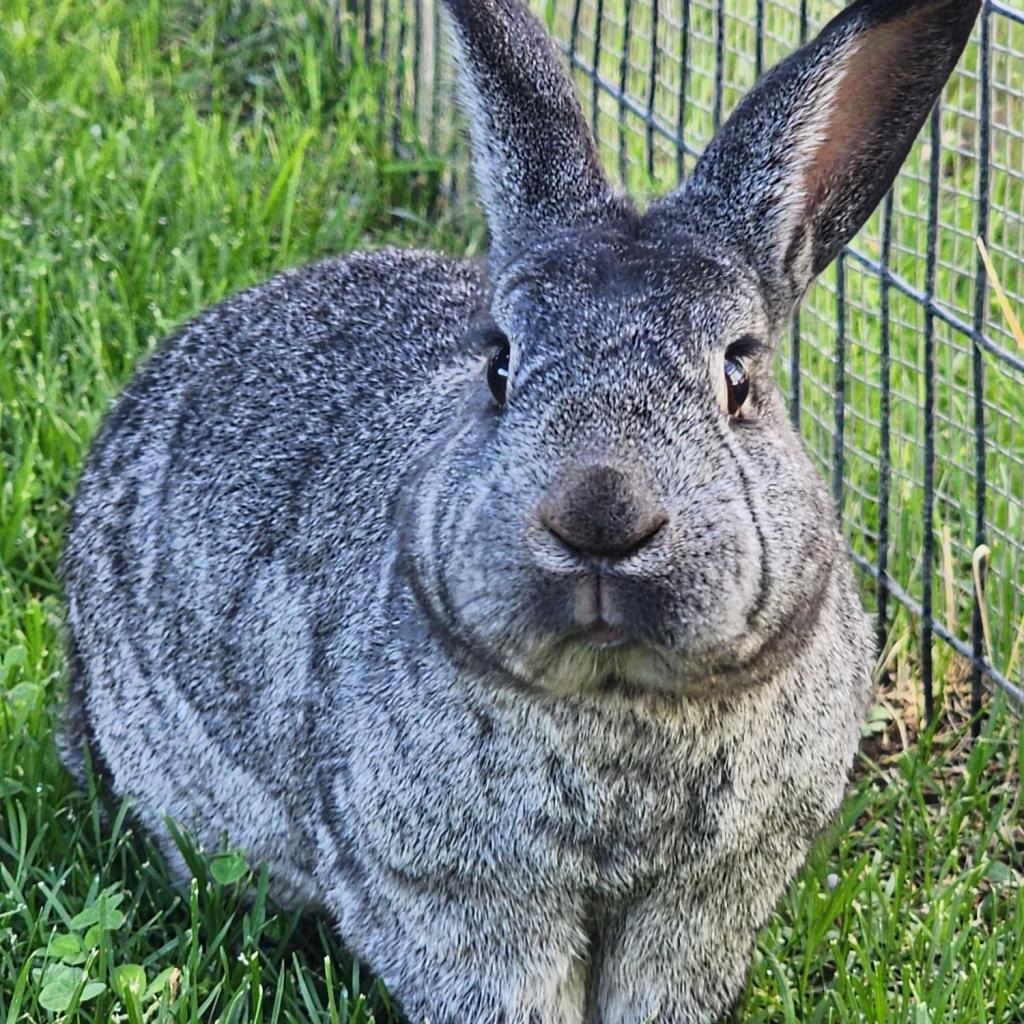 Remington, a Adoptable Silver in Kanab, UT image 2/2