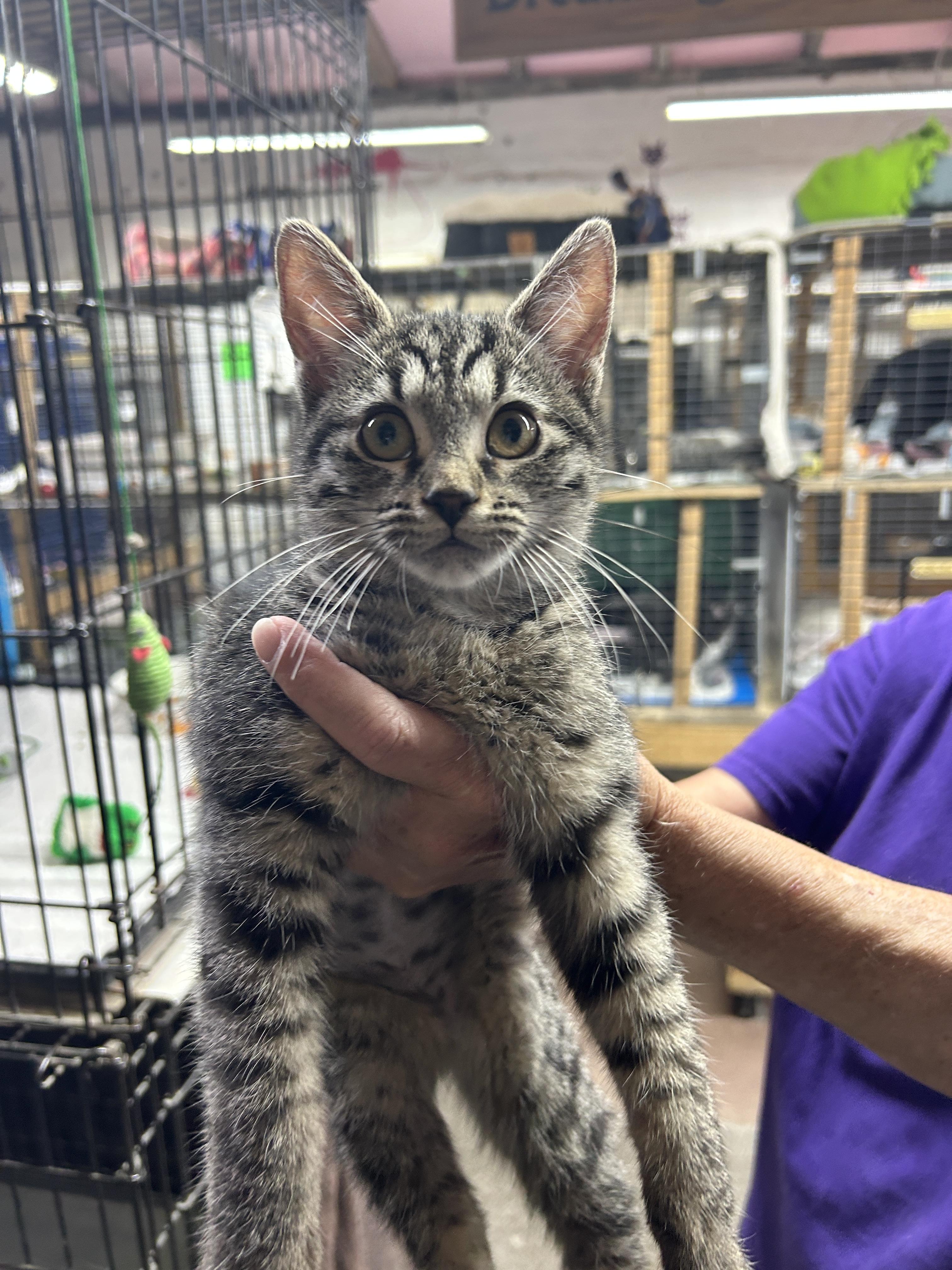 Celina, Baby Female Domestic Short Hair