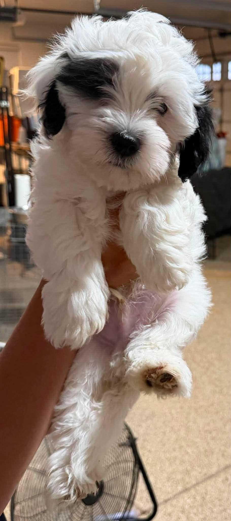 Enlarge Ruff, an adopted Maltipoo in Phoenix, AZ image 1/1