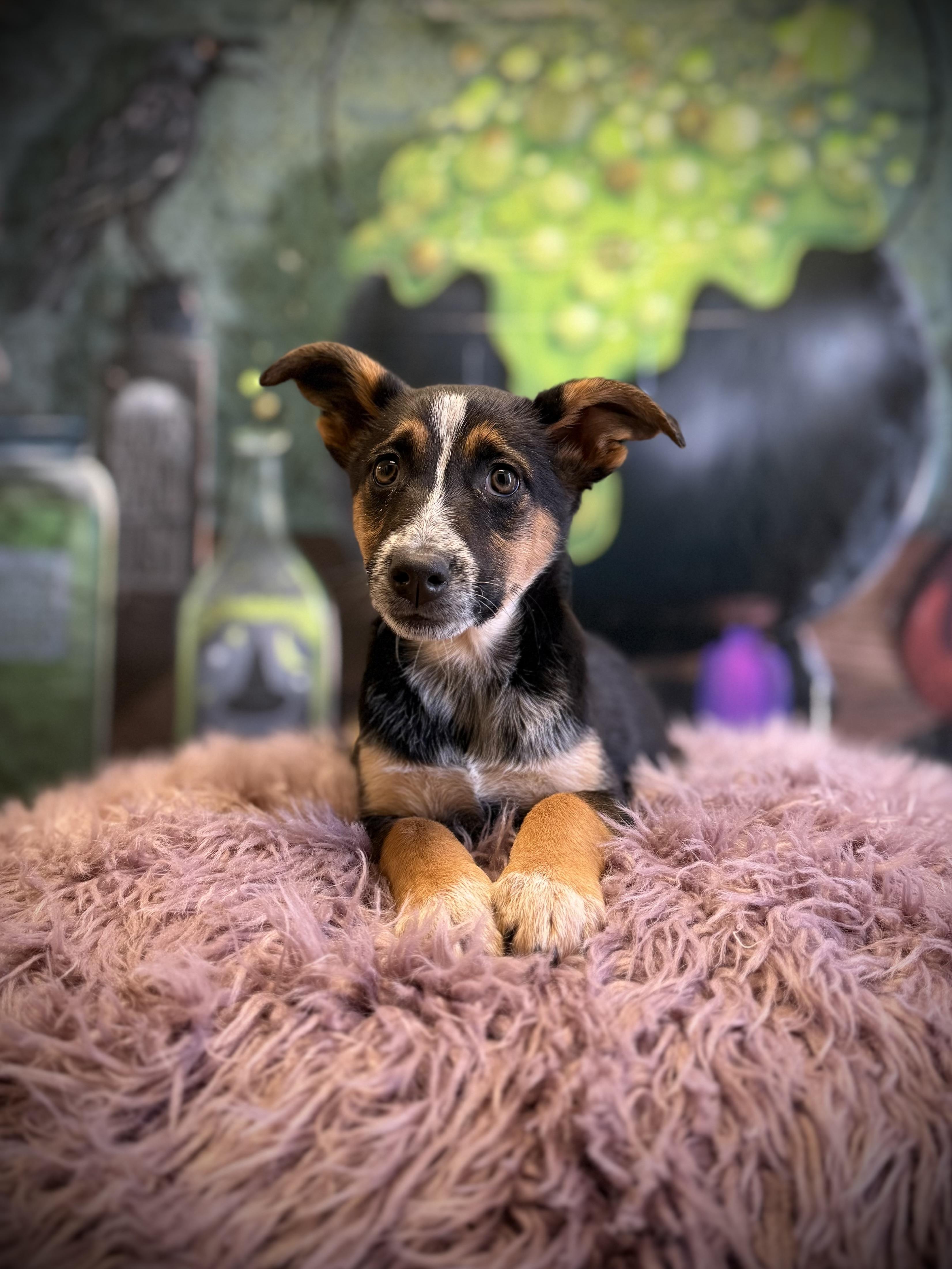 Yacht, Adoptable, Puppy Female German Shepherd Dog & Cattle Dog.