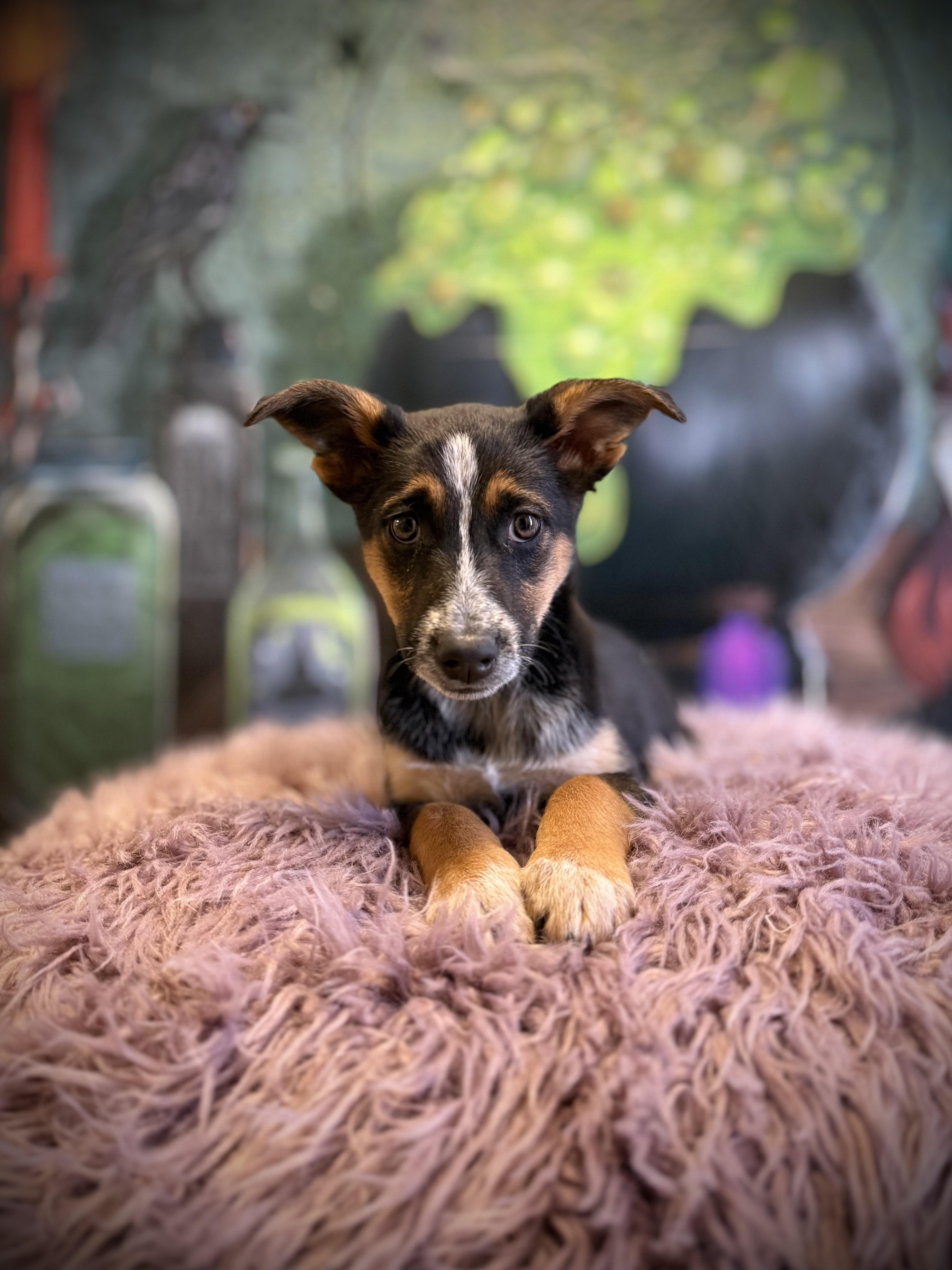 Enlarge Yacht, a Adoptable mixed breed in Eagle, CO image 3/3
