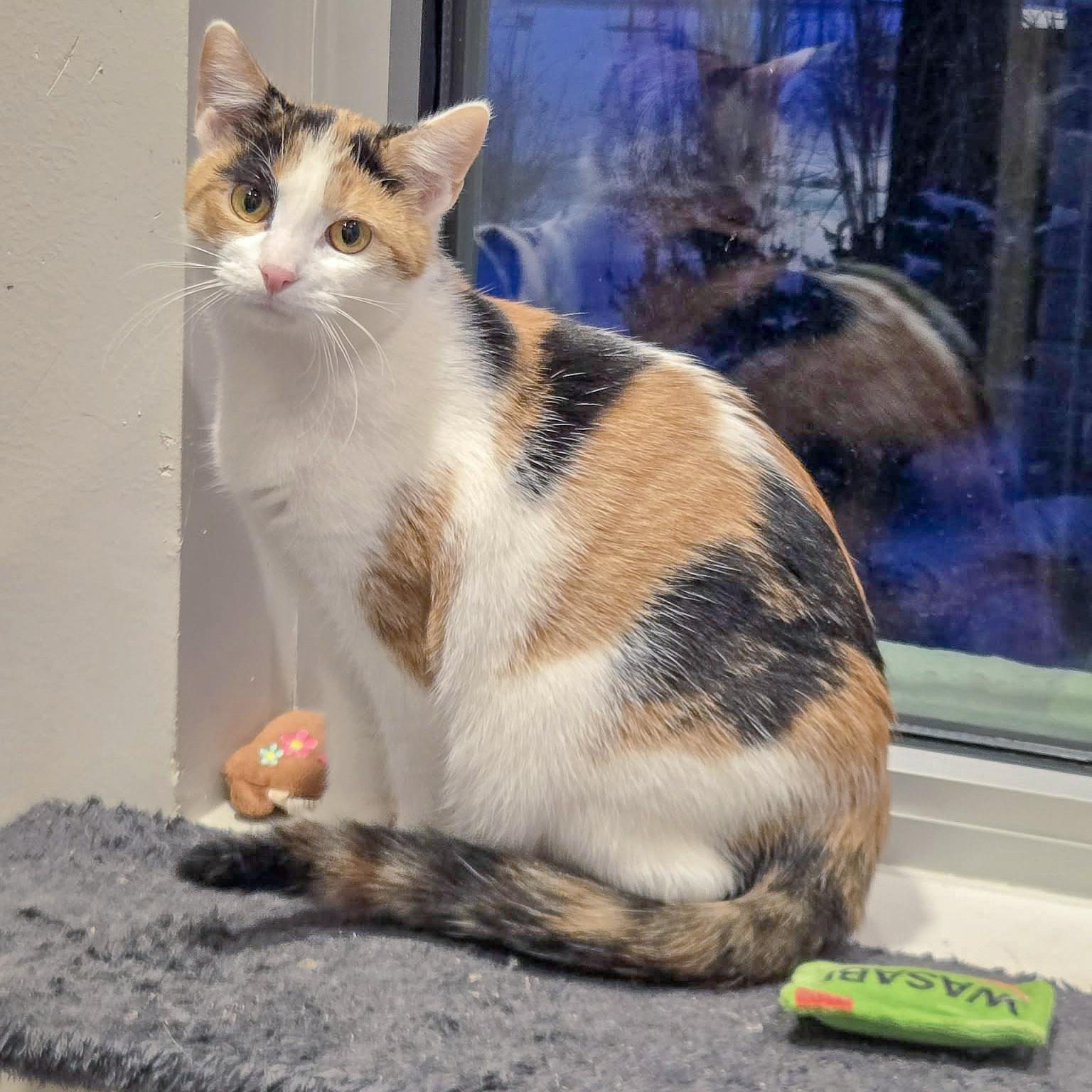 Enlarge Rapunzel, a Adoptable mixed breed in Huntley, IL image 4/6