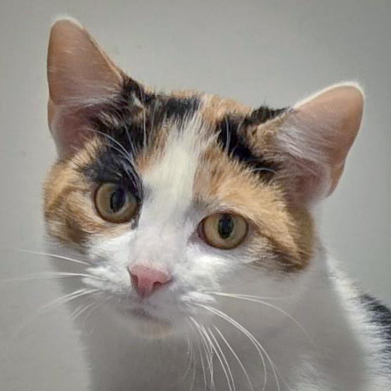 Enlarge Rapunzel, a Adoptable mixed breed in Huntley, IL image 1/6