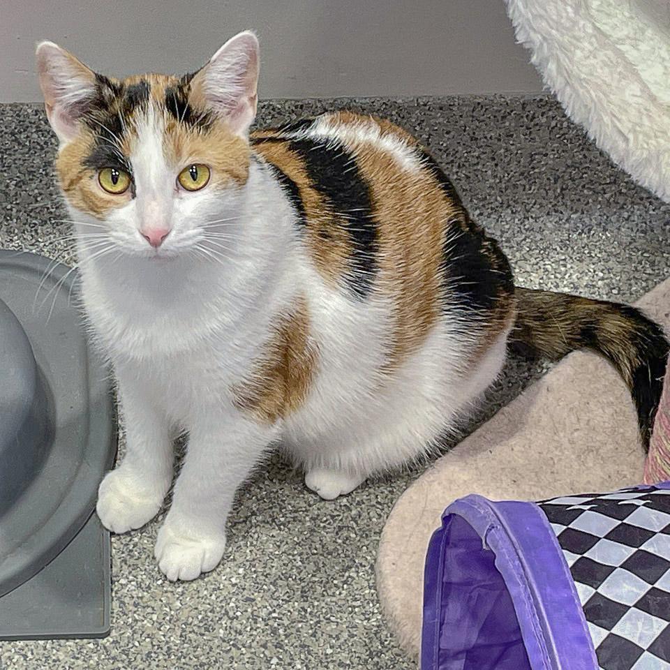 Enlarge Rapunzel, a Adoptable mixed breed in Huntley, IL image 2/6