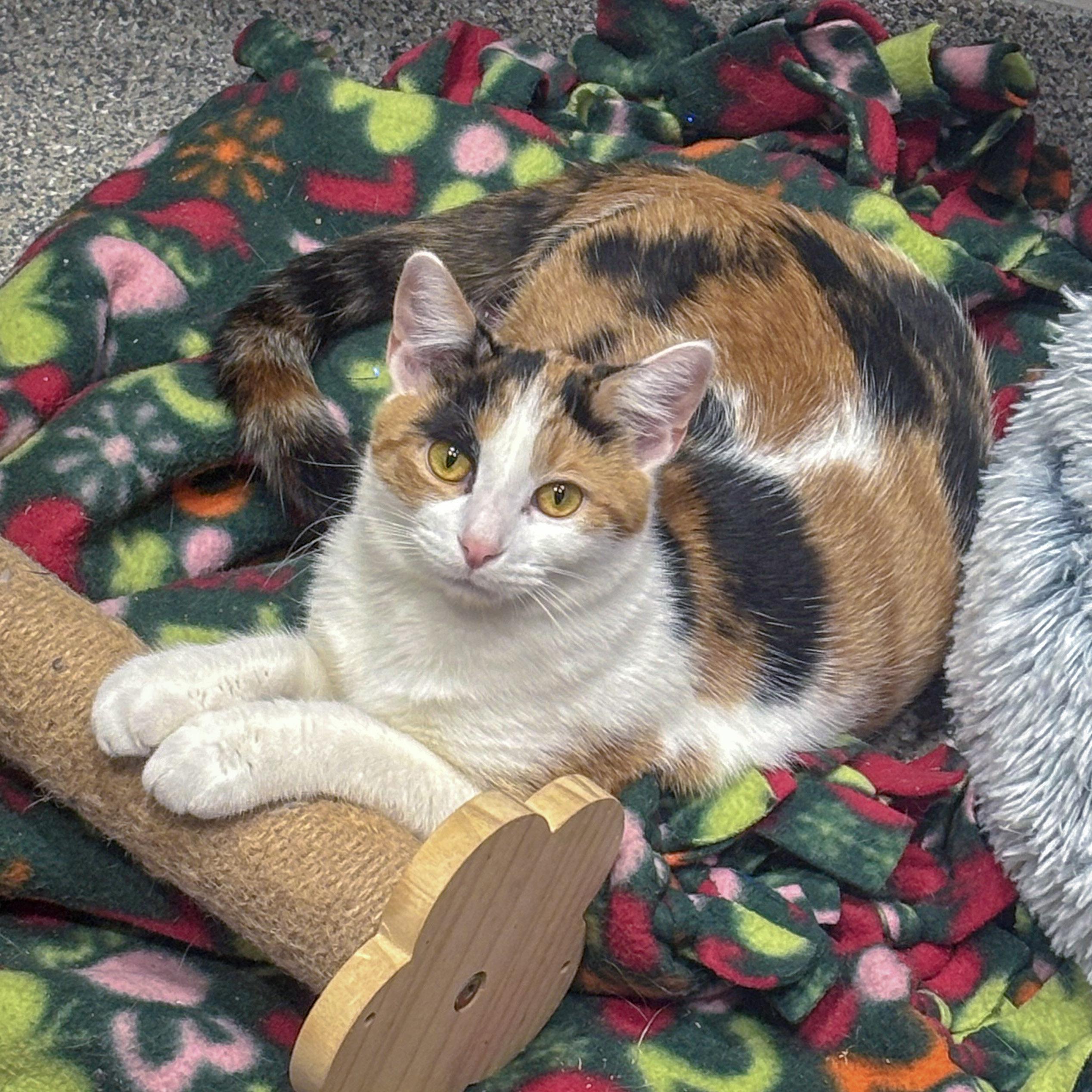 Enlarge Rapunzel, a Adoptable mixed breed in Huntley, IL image 6/6